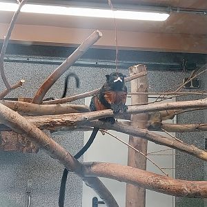 Callitrichidae - Red-bellied Tamarin (Saguinis labiatus)