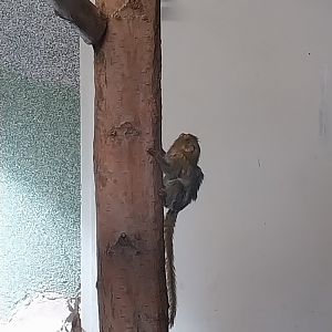 Callitrichidae - Eastern Pygmy Marmoset (Cebuella pygmaea niveiventris)