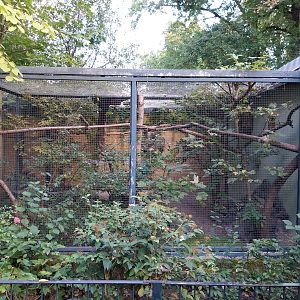 Callitrichidae - Golden-headed Lion Tamarin