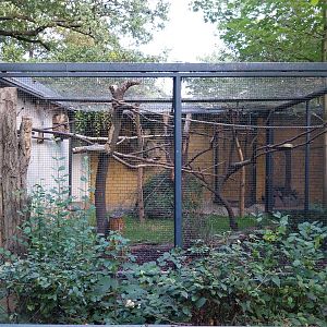 Callitrichidae - Red-bellied Tamarin