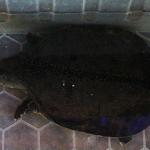 Malayan softshell turtle (Dogania subplana)