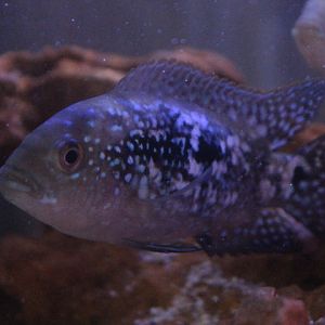 Jack Dempsey (Rocio octofasciata)
