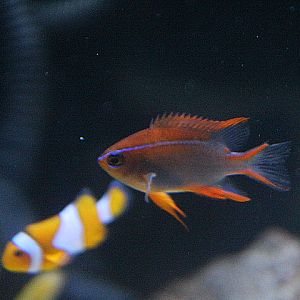Cross' damselfish (Neoglyphidodon crossi)
