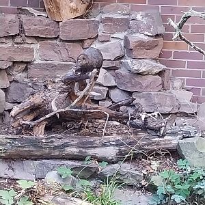 Dark Cusimane (Crossarchus obscurus)