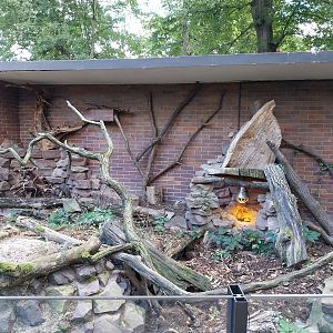 Dark Cusimane (Crossarchus obscurus)