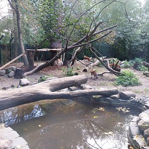 Chinese Dhole (Cuon alpinus lepturus)