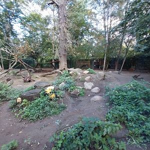 Chinese Dhole (Cuon alpinus lepturus)