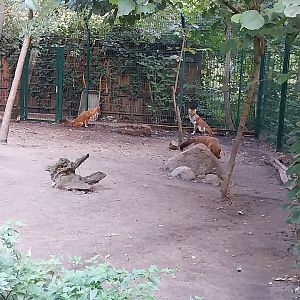 Chinese Dhole (Cuon alpinus lepturus)