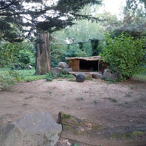 Snow Leopard (Panthera uncia