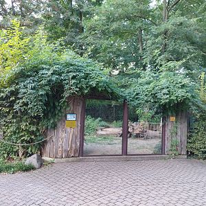 Bush Dog (Speothos venaticus)