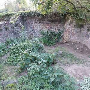 Marbled Polecat (Vormela peregusna) - First enclosure
