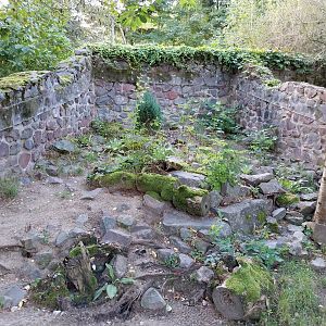 Marbled Polecat (Vormela peregusna) - Second enclosure
