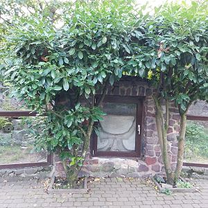 Marbled Polecat (Vormela peregusna)