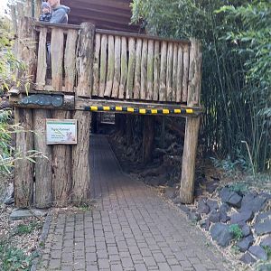 Siberian Tiger (Panthera tigris altaica)