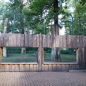 Siberian Tiger (Panthera tigris altaica)