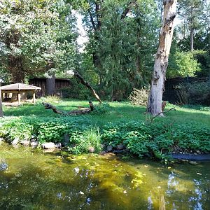 Michie's Tufted Deer (Elaphodus cephalophus michianus)