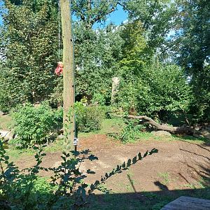 Siberian Tiger (Panthera tigris altaica)