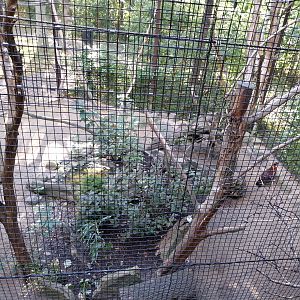 Squirrel & Tragopan Aviary
