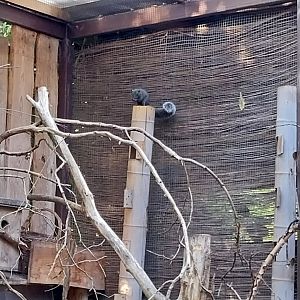 Squirrel & Tragopan Aviary