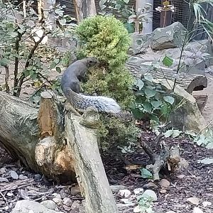 Squirrel & Tragopan Aviary