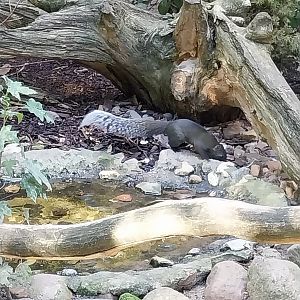 Squirrel & Tragopan Aviary - Pallas's Squirrel (Callosciurus erythraeus)