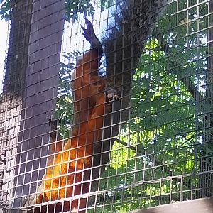 Squirrel & Tragopan Aviary - Pallas's Squirrel (Callosciurus erythraeus)