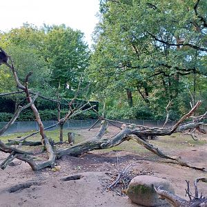 North-American Porcupine (Erethizon dorsatum)
