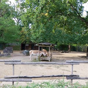 Onager (Equus hemionus onager)