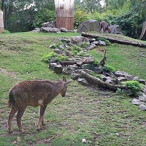 Central Chinese Goral (Naemorhedus griseus arnouxianus)