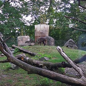 Central Chinese Goral (Naemorhedus griseus arnouxianus)