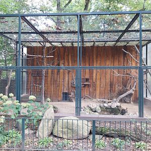 Dusky Pademelon (Thylogale brunii) - Blue-winged Kookaburra (Dacelo leachii)