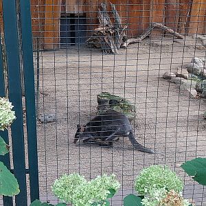 Dusky Pademelon (Thylogale brunii)