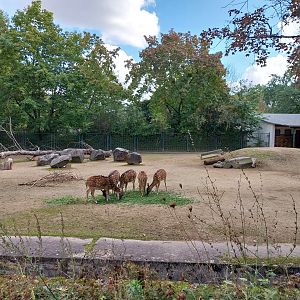 Axis Deer (Axis axis)