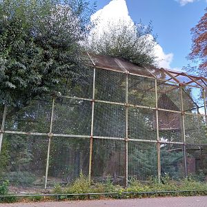 Egret Aviary - American Bald Eagle (Haliaeetus leucocephalus)