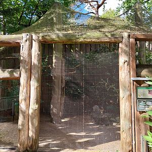 Red-billed Blue Magpie (Urocissa erythroryncha)