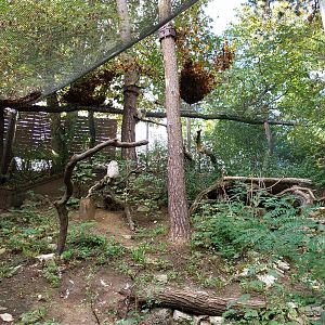 Western Siberian Eagle-owl (Bubo bubo sibiricus)