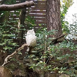 Western Siberian Eagle-owl (Bubo bubo sibiricus)