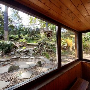 Carpathian Lynx (Lynx lynx carpathicus)