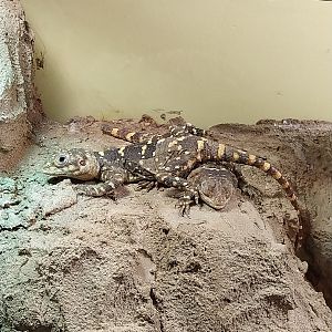 Entrance Building and Zoowelle - Black Hardun (Stellagama stellio picea)