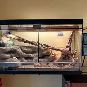 Entrance Building and Zoowelle - Black Hardun (Stellagama stellio picea)