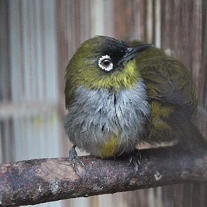 Black-capped white-eye (Zosterops atricapilla atricapilla)