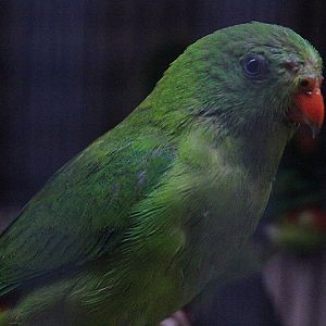 Yellow-throated hanging parrot (Loriculus pusillus)