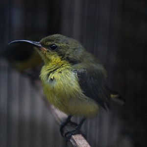Ornate sunbird (Cinnyris ornatus ornatus)