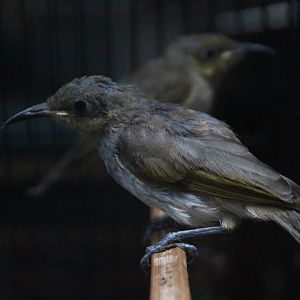 Lesser Sunda brown honeyeater (Lichmera indistincta limbata)