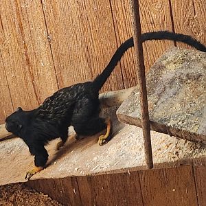 Lupa Zoo (2024) - Golden-handed Tamarin