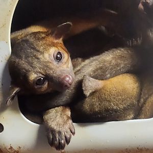 Lupa Zoo (2024) - Kinkajou