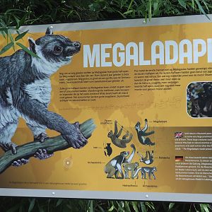 Megaladapis signage, 2024-08-18