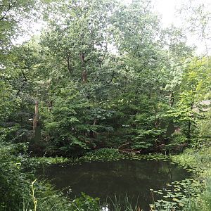 Madagascar lemur walk-through area - Pond, 2024-08-18