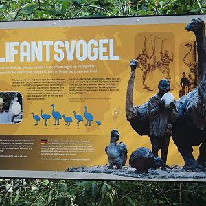 Aepyornis signage, 2024-08-18