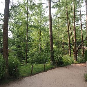 Madagascar lemur walk-through area, 2024-08-18